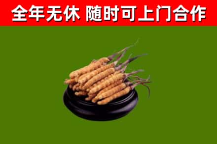 南部回收冬虫夏草